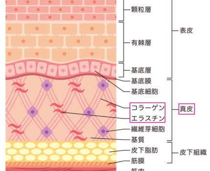 ０円アンチエイジング〜老化の原因３エラスチンコラーゲンの重要性について